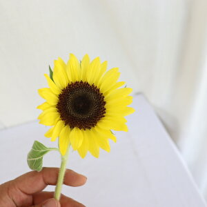 yԁzЂ܂5{ FIׂuv uqv  ԑ AWg