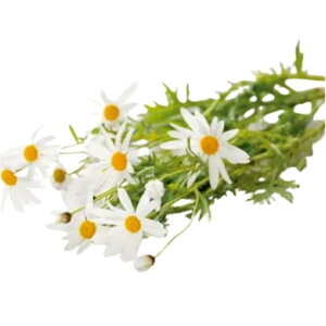 生花 マーガレットの人気商品 通販 価格比較 価格 Com