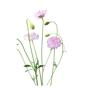 uԁvu[[Xt[ ԍ 5{ 40Z`O ԑ AW߃