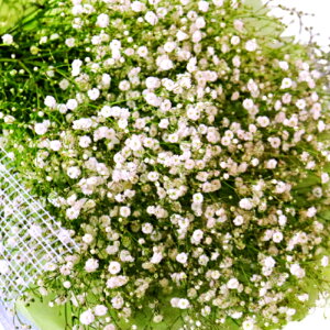 uԁvݑ5{ u炩ȐSv uӁv ԑ AWgGisTCY