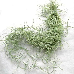 yԁzGA[vc`WAEXpjbVX EXlICfX 30g 50Z`O AirPlants TillandsiaEusneoides CeAϗtA Ǌ|