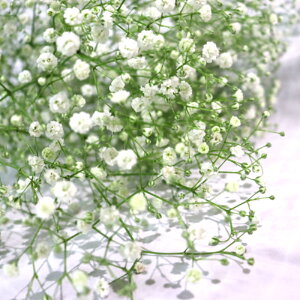 uԁvݑ5{ u炩ȐSv uӁv ԑ AWgGiLTCY