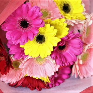 y؉ԁzK[x5{ u_v uv  ԑ AWg