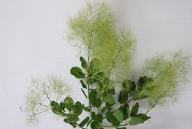 「生花」スモークツリー5本 色選べる「賑やかな家庭」生け花 花束 アレンジメント