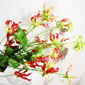 「生花」グロリオサ5本 赤 ニューレッド お祝い用 花材「栄光」「華麗」生け花 花束 アレンジメント