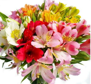 uԁvAXgA FIׂ 5{ uւ̓v uK̓Xv  ԑ AWg