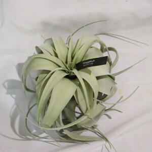 yԁzGAvc `WA LZOtBJ STCY { GA[vc ϗtA   ݉ ݂邷 Ǌ| ~j A  킢 nMO CeA  Mt