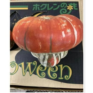 yԁzy^[oznEB ڂ J{` ڂ bh^[o  1  ق O     u  IuWF pvL I[ig ڂ̔n