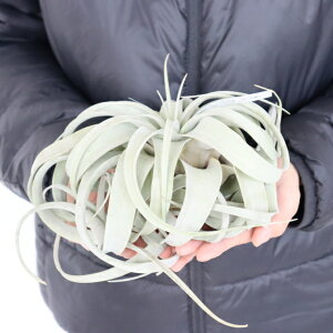 yԁzLZOtBJ LTCY BIGTCY GAvc `WA { GA[vc ϗtA   ݉ ݂邷 Ǌ| ~j A  킢 nMO CeA 