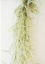 【生花】ぽっきり 1000円 スパニッシュモス ウスネオイデス 20g 40センチ前後 AirPlants Tillandsia送料無料 チランジア 本物 エアープランツ 観葉植物 おしゃれ 飾り方 吊下げ 吊るす 壁掛け ミニ 植物 【切花】花 かわいい ハンギング インテリア 風水 ギフト
