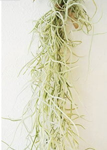 �y���ԁz�ۂ����� 1000�~ �X�p�j�b�V�����X �E�X�l�I�C�f�X 20g 40�Z���`�O�� AirPlants Tillandsia�������� �`�����W�A �{�� �G�A�[�v�����c �ϗt�A�� ������� ����� �݉��� �݂邷 �Ǌ|�� �~�j �A
