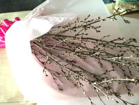 PURIZA 桜の花束 卒業式 入学式 春の花 誕生日んの花 ピンク 70cm前後 5本