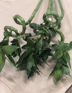  ~Iou[ 90cm 5{ ԍ XpCou[ hZi N| ؂