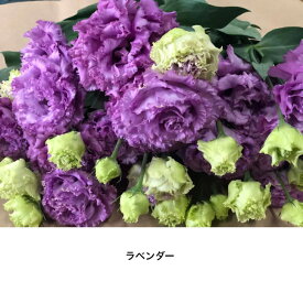 楽天市場 トルコキキョウ 八重 紫 花 ガーデン Diy の通販
