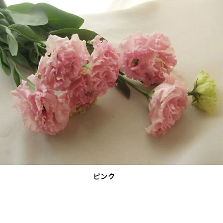楽天市場 生花 あす楽 トルコ桔梗 八重咲 フリンジ系 ボヤージュ セレブなど5本からの販売 アレンジメント 花束 花材 白 グリーン イエロー ピンク ラベンダー 茶色 好きな色を選べる Puriza