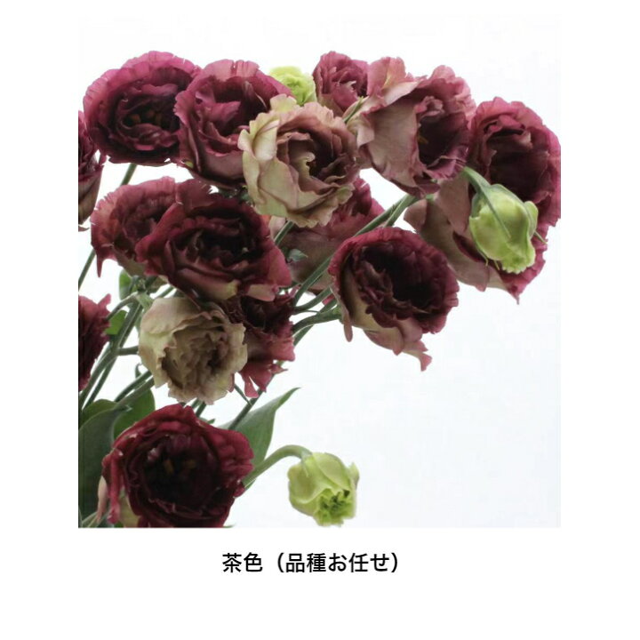楽天市場 生花 あす楽 トルコ桔梗 八重咲 フリンジ系 ボヤージュ セレブなど5本からの販売 アレンジメント 花束 花材 白 グリーン イエロー ピンク ラベンダー 茶色 好きな色を選べる Puriza