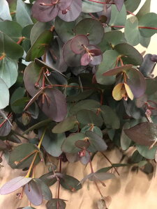 yԁz[J@Oj[@ۗt@␢E@ގwok @5{̔̔@ԑ@AWg@hCt[ɂł܂