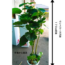 楽天市場 ウンベラータ 花 観葉植物 花 ガーデン Diy の通販