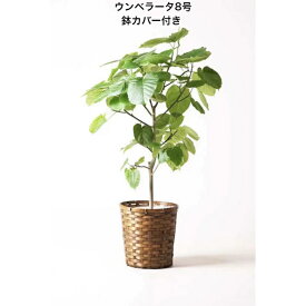 【鉢カバー付き】フィカス・ウンベラータ 8号サイズ　 説明書付き 鉢物 観葉植物 室内インテリア 装飾