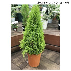 観葉植物 ゴールドクレストの人気商品 通販 価格比較 価格 Com 観葉植物 ゴールドクレストの人気商品 通販 価格比較 価格 Com