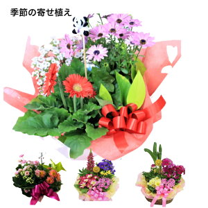 観葉植物 ラッピング 生花の人気商品 通販 価格比較 価格 Com