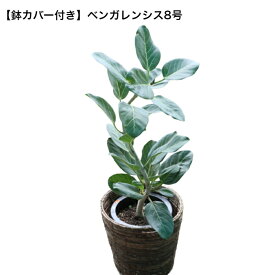 楽天市場 ゴムの木 観葉植物 花 観葉植物 花 ガーデン Diyの通販