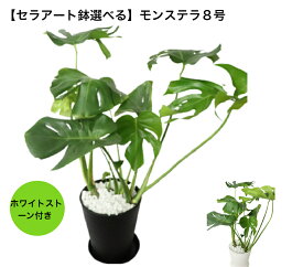 観葉植物 モンステラ セラアート鉢 色選べる 8号鉢 ホワイトストーン付き 時間指定可能