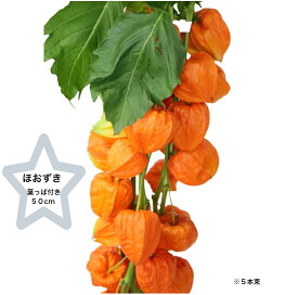 楽天市場 ほおずき 花 ガーデン Diy の通販