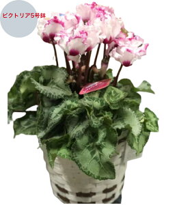 yzJo[t VN rNgA VNA VN A VN5 