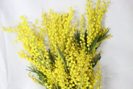【生花】ミモザアカシア 品種おまかせ 生花 1束約10本 リース ドライにもなれる 30cm〜50cm