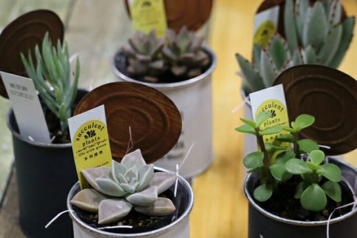 多肉植物 季節のおまかせ10ポットセット 7 5cmポット お試し大特価 敬老の日 ギフト 福岡県産 多肉 観葉植物 寄せ植えに 送料込み 付与