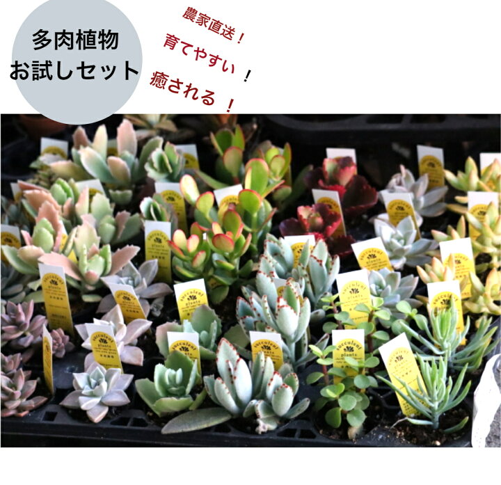 楽天市場 送料無料 多肉植物 お試し3個セット 2寸 2 5寸ポット 農家直送 お試し大特価 敬老の日 ギフト 福岡県産 多肉植物 多肉 観葉植物 寄せ植え Puriza