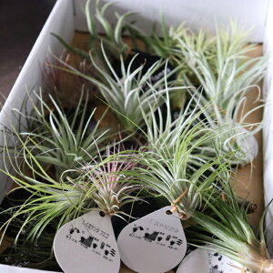 GAvc 5 Zbg MTCY  `WA { GA[vc ϗtA   ݉ ݂邷 Ǌ| ~j A   킢 nMO CeA  Mtg 