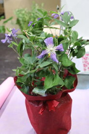 母の日 ギフト 鉢植え クレマチス 青 紫 5号鉢 鉢カバー付き 大輪系 花もちがいい プレゼントにピッタリ 寄せ植え