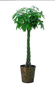 �ϗt�A�� �p�L�� 5�{�҂� 10���yA���i �J�S���J�o�[�t�z ��^ �J�X�j�� �J�Əj���� ���I���i �s�ꂩ�璼�ڎd����