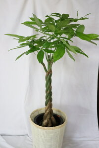 �y�ϗt�A���z�p�L�� 5�{�҂� 8���yA���i �J�S���J�o�[�t�z��^ �J�X�j�� �J�Əj���� ���I���i �s�ꂩ�璼�ڎd����