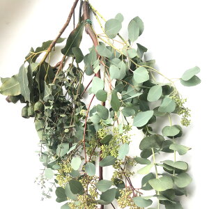 yԃ[JZbgzG_m[J␢E Oj[J ||Xx[ xK Ȃ 킹10{ ؉ ؂  ԍ NX}Xԍ CeA hCt[ EGfB