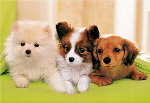 WO\[pY 300s[X     (26x38cm)(25-038) G|bN 60cm t101