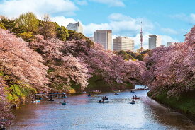 ジグソーパズル 1000ピース 千鳥ヶ淵の花見桜（東京） (50x75cm) (10-1436) やのまん 梱60cm t103