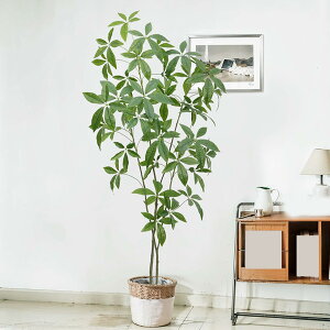 lH ̂Ȃ tFCNO[ lHϗtA pL  rO ItBX l炵  i` _ CeA V a  傫  150cm  p Mtg 