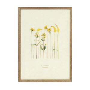 hi tHgt[ ʐ^ AVANTI CeA uE DF53-A4-BR