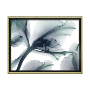 ���[�p���[ X RAY �L�����o�X�A�[�g�u�G�o�[���X�e�B���O �t�����[�v M�T�C�Y XR-12505