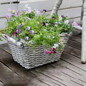 楽天市場 ミモザ 鉢植えの通販