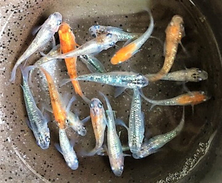 楽天市場 成魚 特上a 煌めだか 5匹セットの販売になります 色々な色彩の体外光ラメや極ラメを厳選した煌メダカの販売になります まこっぺ めだかランド楽天市場店