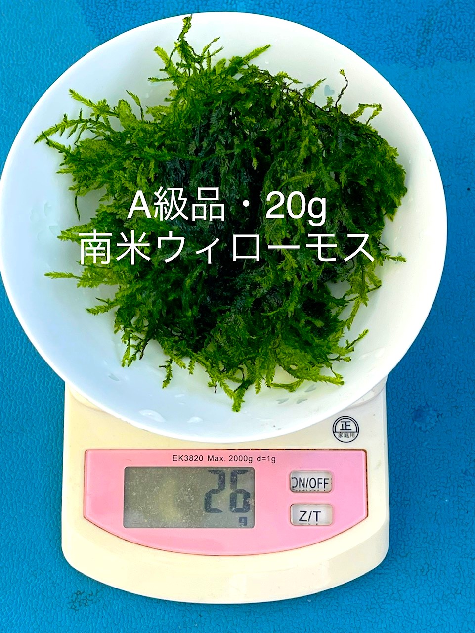 水草 ウィローモス 20g - 水草