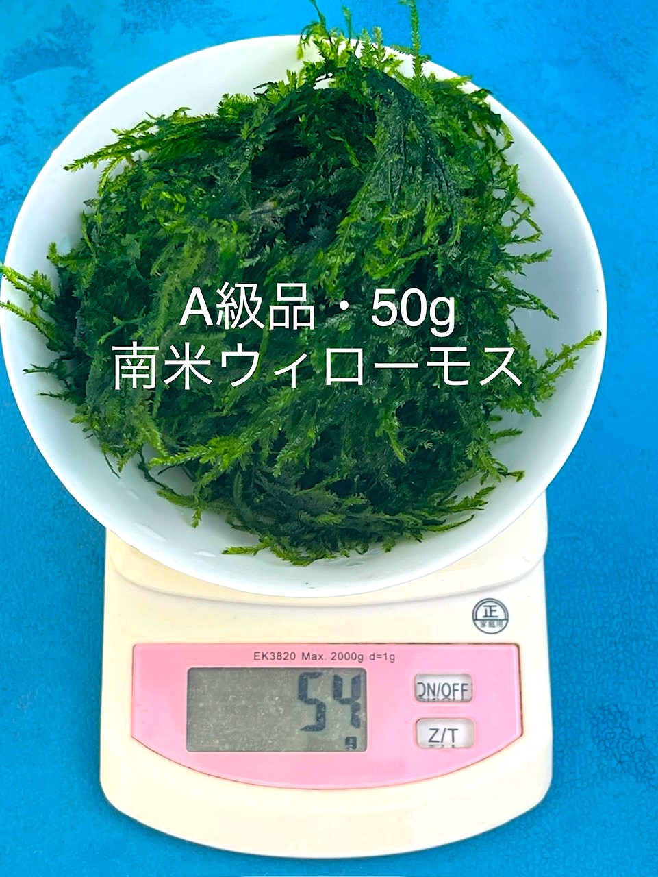 ウィローモス 50g - 水草