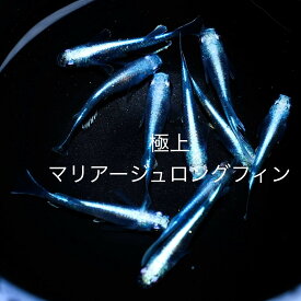 ●●2023年5月生まれ★厳選選別★新成魚★新系統★プラチナ光★極上ロングフィン★【マリアージュロングフィン】サイズML(2,0cm〜3,0cm)・5匹セット。補償分1匹・合計6匹で発送いたします。