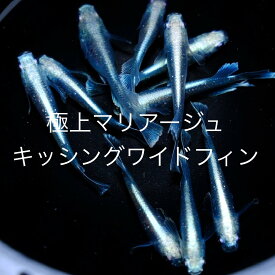 ●●2023年5月生まれ★大量出荷★厳選選別★新成魚★新系統★プラチナ光★極上ロングフィン★【マリアージュキッシングワイドフィン】サイズML(2,0cm〜3,0cm)・10匹セット。プラス補償分。【全国に業販も致します】