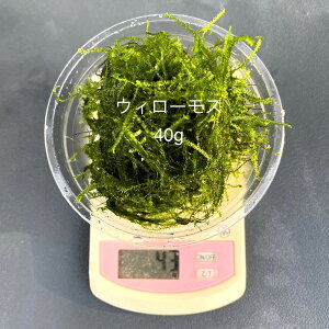 S_򁚎ƐyEB[XzyNet40gzEPƍw̏ꍇ́sԎws|XgɂȂ܂B12:00܂ł̒ŗ͂