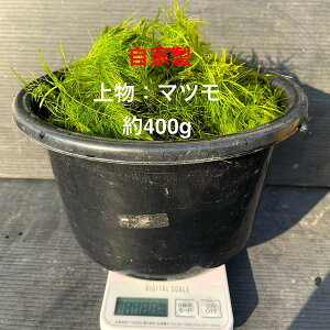 T[rXiS_򁚎Ɛ㕨}cyoPctF400gz20cm`30cmɊZ60{OB12:00܂ł̒ŗ͂